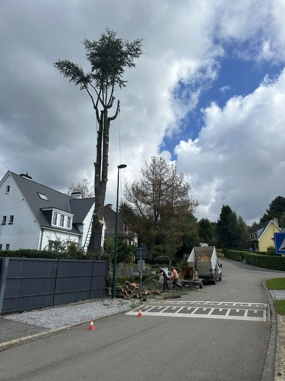 Démontage cèdre
